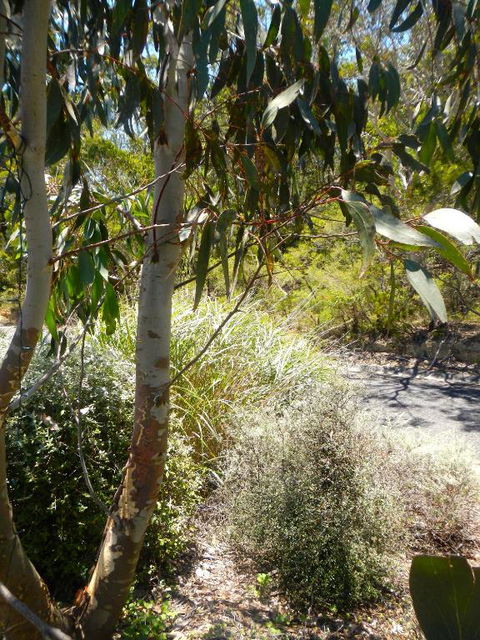 Snowgums In Katoomba - Accommodation Bookings 6