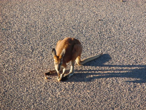 On The Deck @ Shark Bay - Accommodation Bookings 5