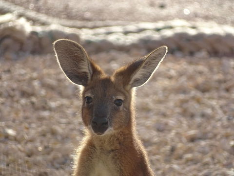 On The Deck @ Shark Bay - Accommodation Bookings 3