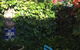 Jerningham Street Cottage - thumb 4