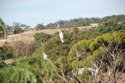 Mancuso Country Cottage Retreat - Accommodation Bookings 6