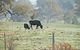 Mancuso Country Cottage Retreat - thumb 5