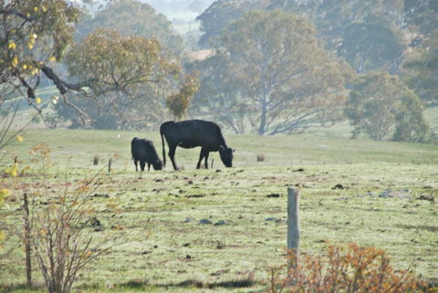 Mancuso Country Cottage Retreat - Accommodation Bookings 5