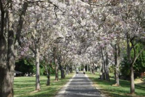 Grevillea Gardens Apartments - Accommodation Bookings 5