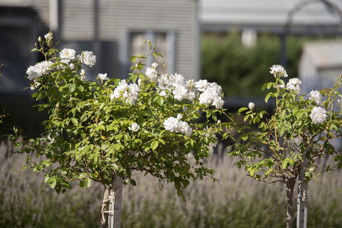 The Nest At Gundaroo - Accommodation Bookings 4