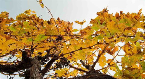 Arimia Restaurant And Winery - Accommodation Bookings 9