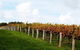 Arimia Restaurant And Winery - thumb 10