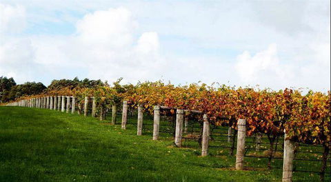 Arimia Restaurant And Winery - Accommodation Bookings 10