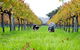 Arimia Restaurant And Winery - thumb 12