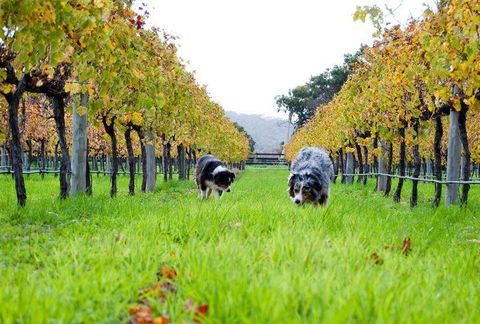 Arimia Restaurant And Winery - Accommodation Bookings 12