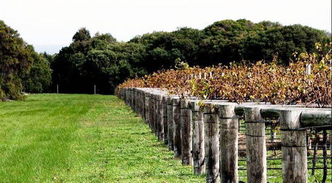 Arimia Restaurant And Winery - Accommodation Bookings 5