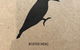 Little Woodpecker Cafe - thumb 0