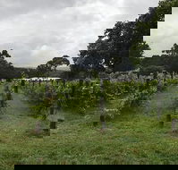 Carlei Estate Cellar Door  Wood Fired Pizzeria - Accommodation Bookings