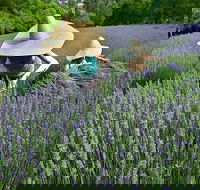 Lavandula Swiss Italian Farm - Accommodation Bookings