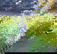 Tallagandra Hill Winery - Accommodation Bookings