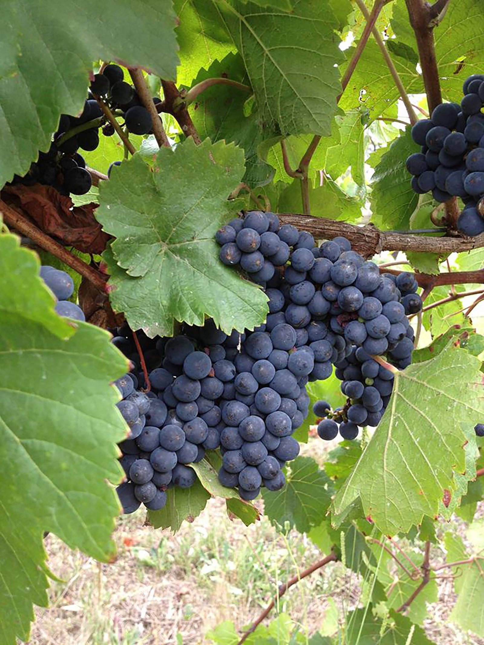 Marcus Hill VIC Accommodation Bookings