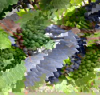 Marcus Hill Vineyard - Accommodation Bookings