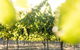 Sandalford Wines - Margaret River - thumb 2