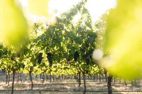Sandalford Wines - Margaret River - Accommodation Bookings 2