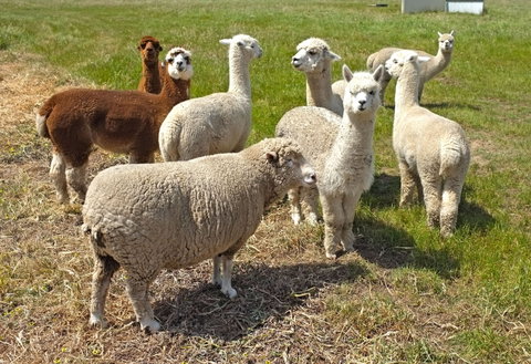 The Farmer's Place - Accommodation Bookings 2