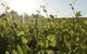 Spence Wines - thumb 1