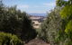 Wollundry Grove Olives - thumb 0