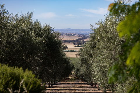 Wollundry Grove Olives - Accommodation Bookings 0