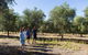 Wollundry Grove Olives - thumb 1