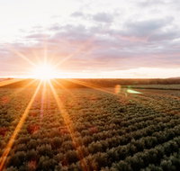Rich Glen Olive Farm - Accommodation Bookings