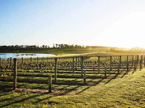 Wine Terrace And Cellar Door At Pt Leo Estate - Accommodation Bookings 0