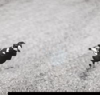 Magpies Nest Restaurant - Accommodation Bookings