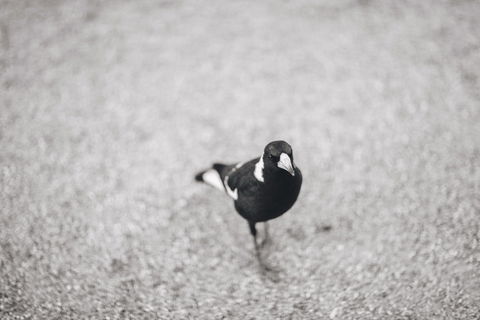 Magpies Nest Restaurant - Accommodation Bookings 0