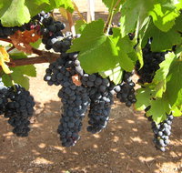 Waybourne Winery - Accommodation Bookings