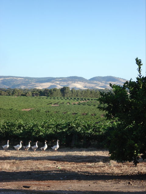 Heritage Wines - Accommodation Bookings 1