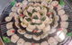 Nagano Sushi Nedlands - thumb 0