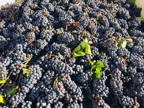 Norton Road Wines - Accommodation Bookings 2
