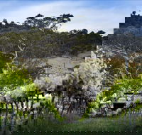 Mount Majura Vineyard - Accommodation Bookings