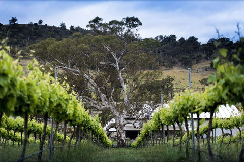 Mount Majura Vineyard - Accommodation Bookings 0