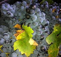 Faisan Estate Wines - Accommodation Bookings