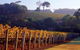 Maiolo Wines And Vineyard - thumb 0