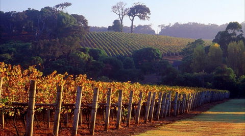 Maiolo Wines And Vineyard - Accommodation Bookings 0