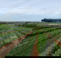 Razorback Ridge Wines - Accommodation Bookings