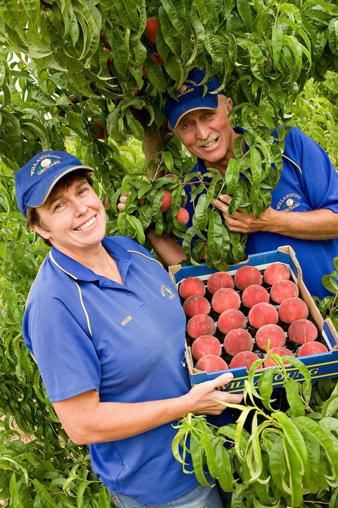 Willayoung Orchard - Accommodation Bookings 0