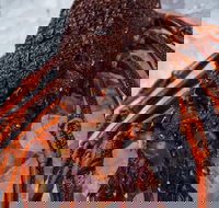 Lobster Shack Tasmania - Accommodation Bookings