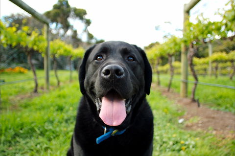 Every Man And His Dog Vineyard - Accommodation Bookings 0