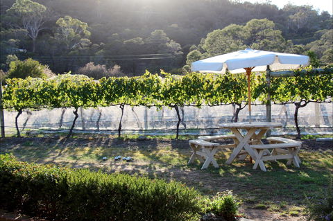 Every Man And His Dog Vineyard - Accommodation Bookings 2
