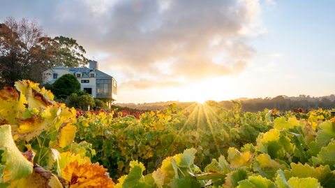 Hahndorf Hill Winery - Accommodation Bookings 0