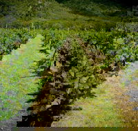 Gartelmann Wines - Accommodation Bookings