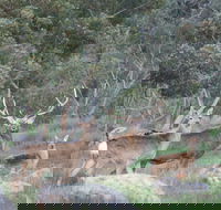 Hahndorf Venison - Accommodation Bookings
