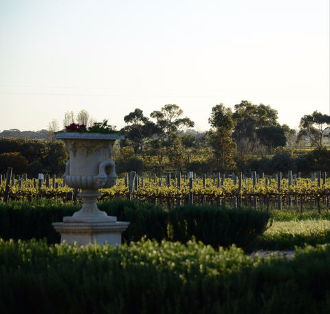 Angas Plains Wines Cellar Door - Accommodation Bookings 1